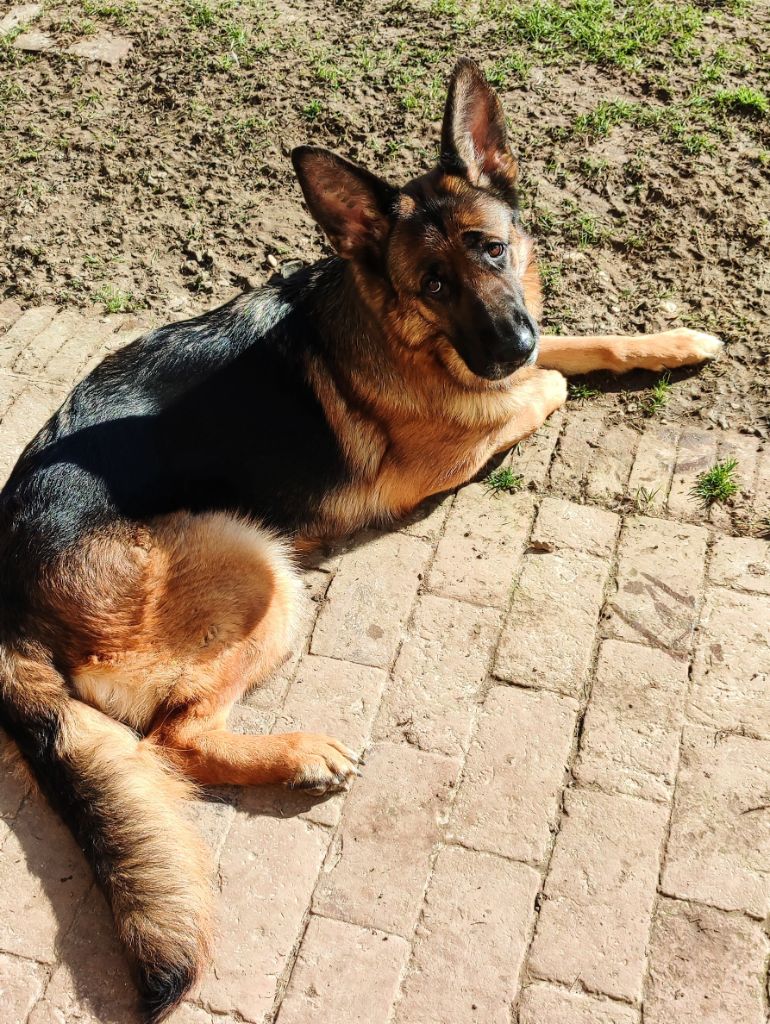 Royalty du clos de la gloriette