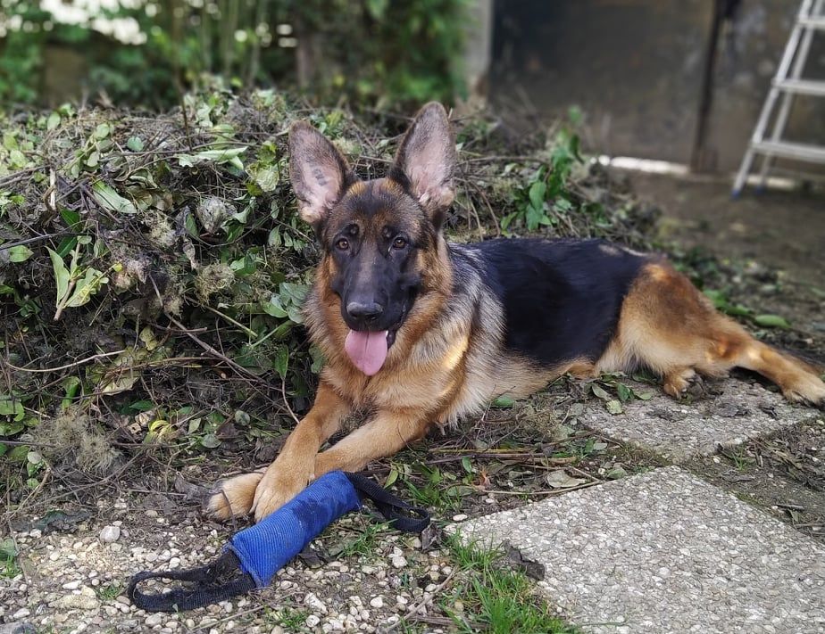 Royalty du clos de la gloriette