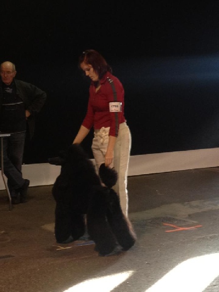 CH. Jouet Geisha de concubine - CACS-RCACIB