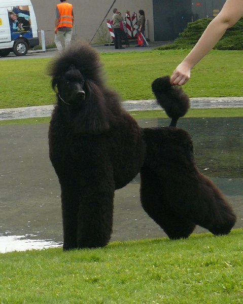 CH. Jouet Geisha de concubine - CAC