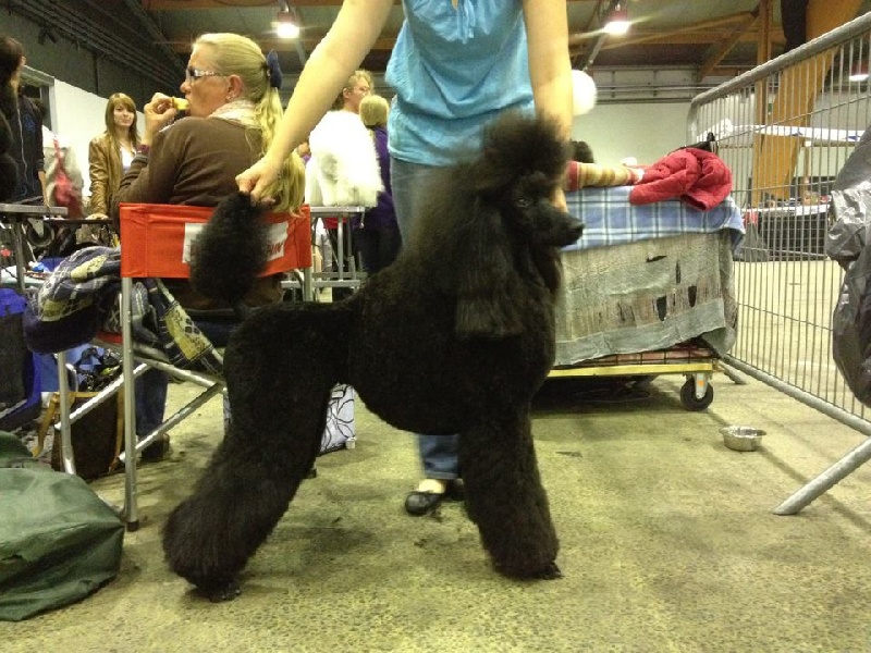 CH. Jouet Geisha de concubine - meilleur jeune