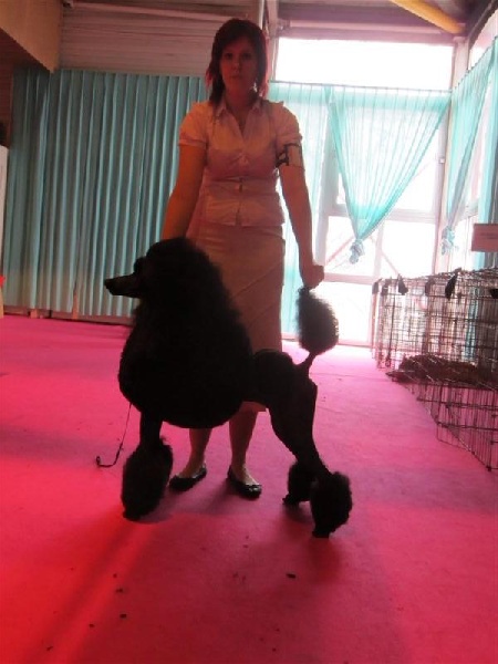 CH. Jouet Geisha de concubine - CACIB (classe champion)