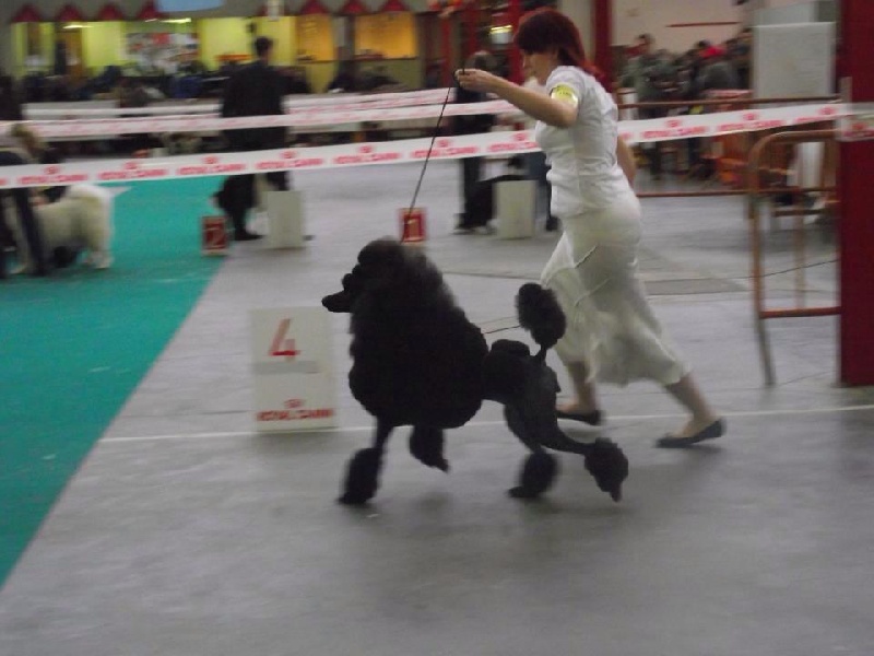 CH. Jouet Geisha de concubine - RCAC-RCACIB