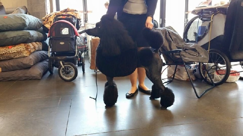 CH. Jouet Geisha de concubine - CAC CACIB meilleur du sexe opposé