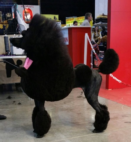 CH. Jouet Geisha de concubine - CACIB+bob+ selectionné ring d'honneur