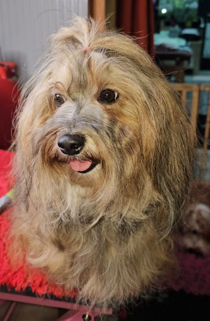 Unlimited saga lynn de la vallée du rêve