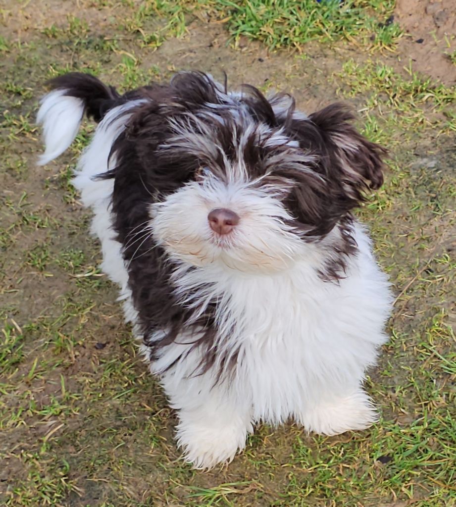 Publication : de la vallée du rêve Auteur : Mirkes Mylène