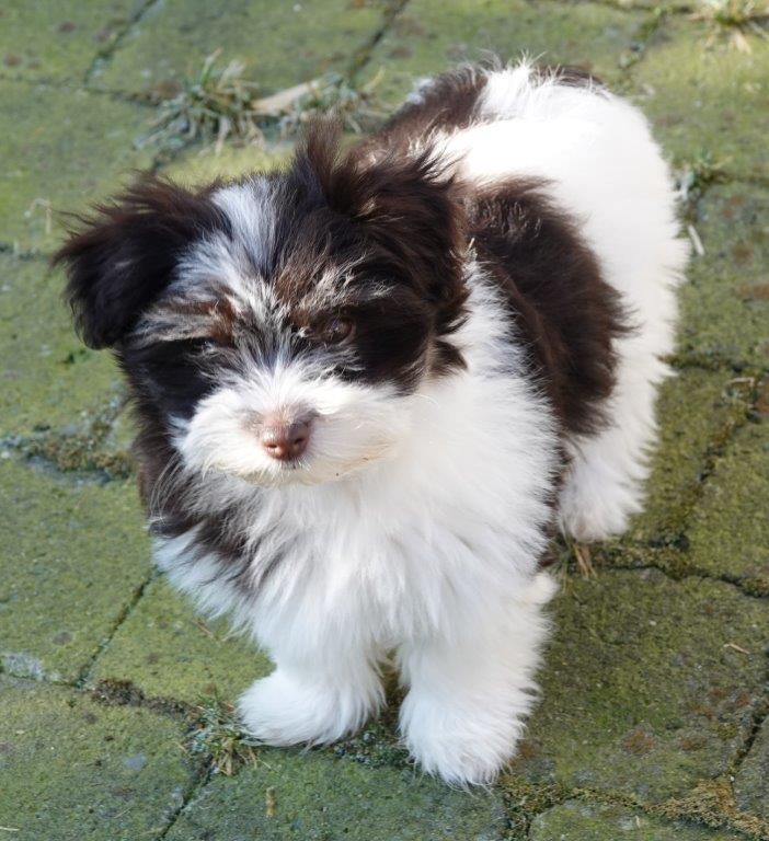 Publication : de la vallée du rêve Auteur : Mirkes Mylène