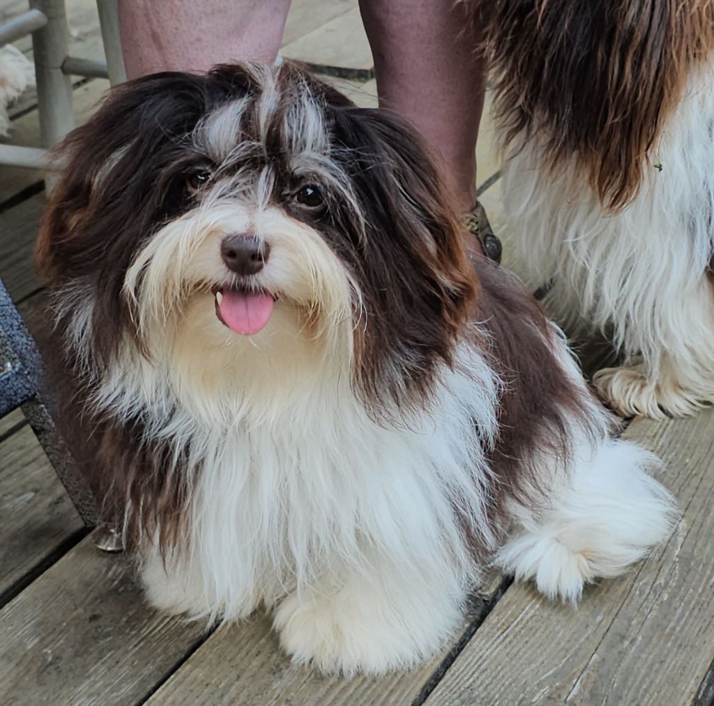 Publication : de la vallée du rêve Auteur : Mirkes Mylène