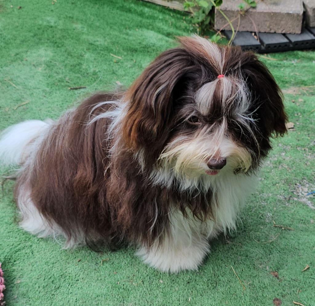 Publication : de la vallée du rêve Auteur : Mirkes Mylène