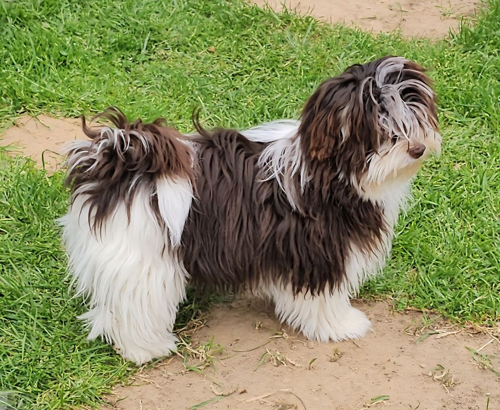 Publication : de la vallée du rêve Auteur : Mirkes Mylène