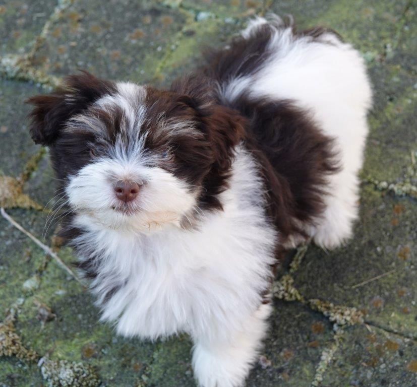 Publication : de la vallée du rêve Auteur : Mirkes Mylène