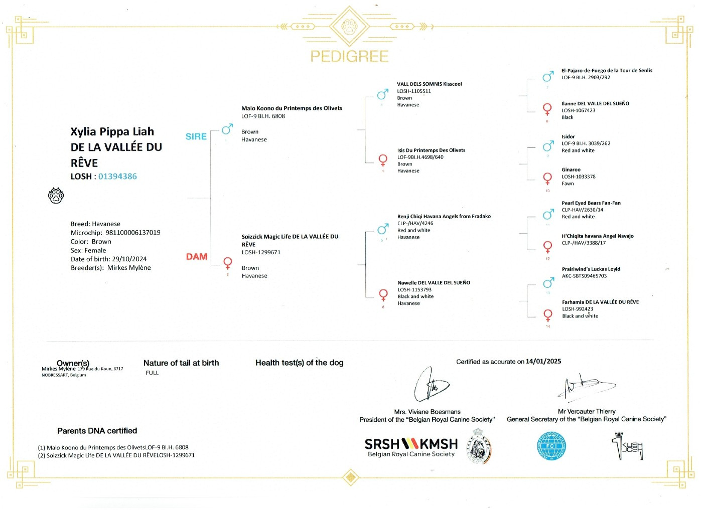 Xylia pippa liah de la vallée du rêve