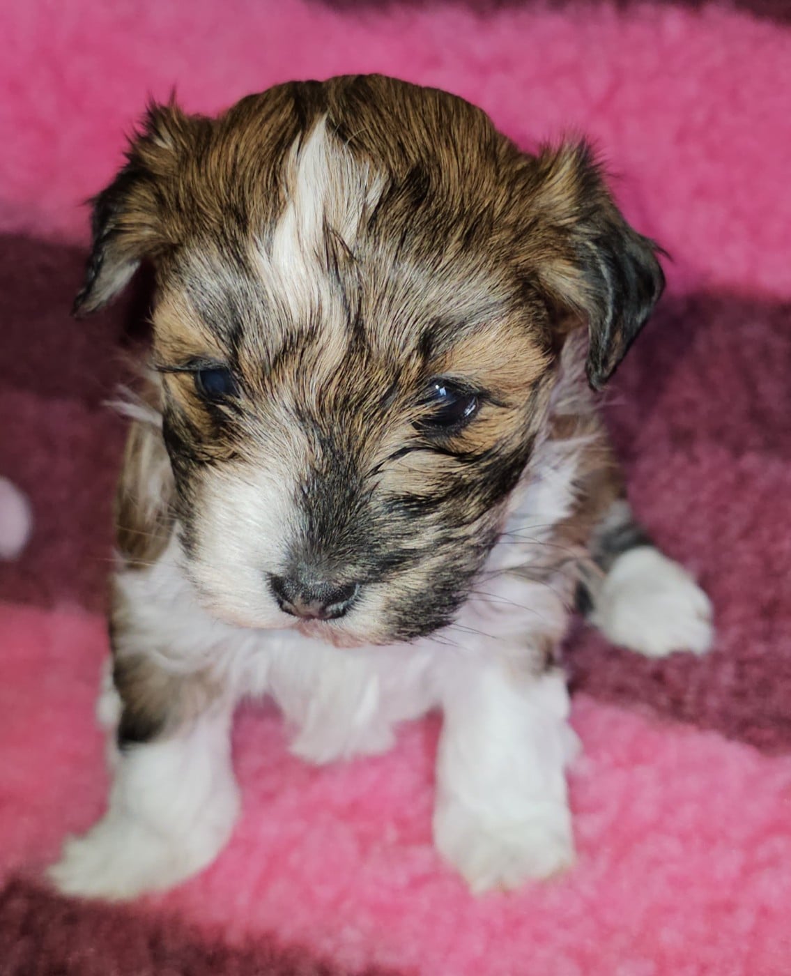 Xcelle o ke aloha de la vallée du rêve