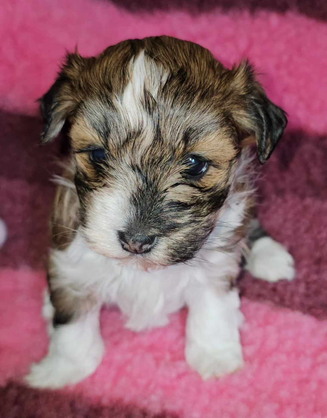 Xcelle o ke aloha de la vallée du rêve