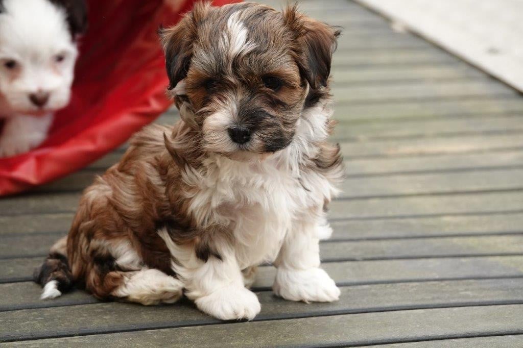 Xcelle o ke aloha de la vallée du rêve