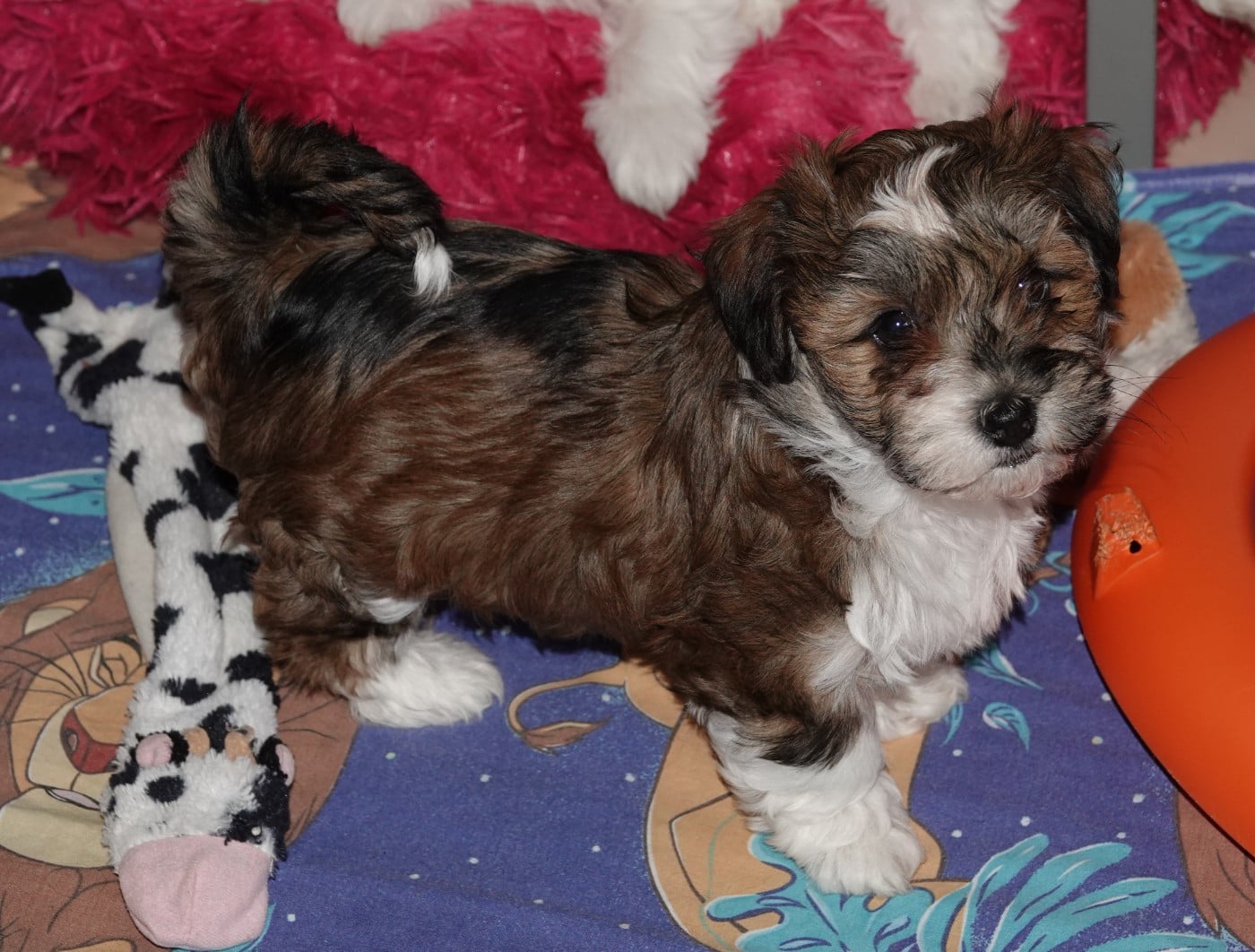 Xcelle o ke aloha de la vallée du rêve