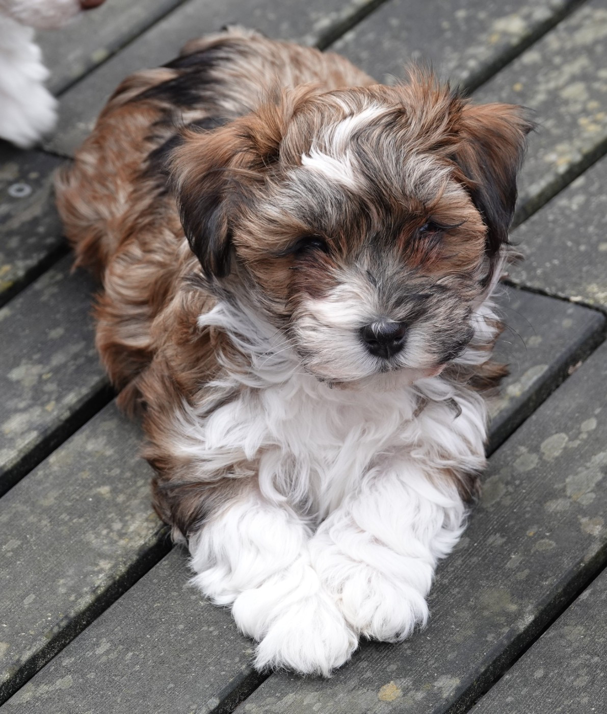 Xcelle o ke aloha de la vallée du rêve