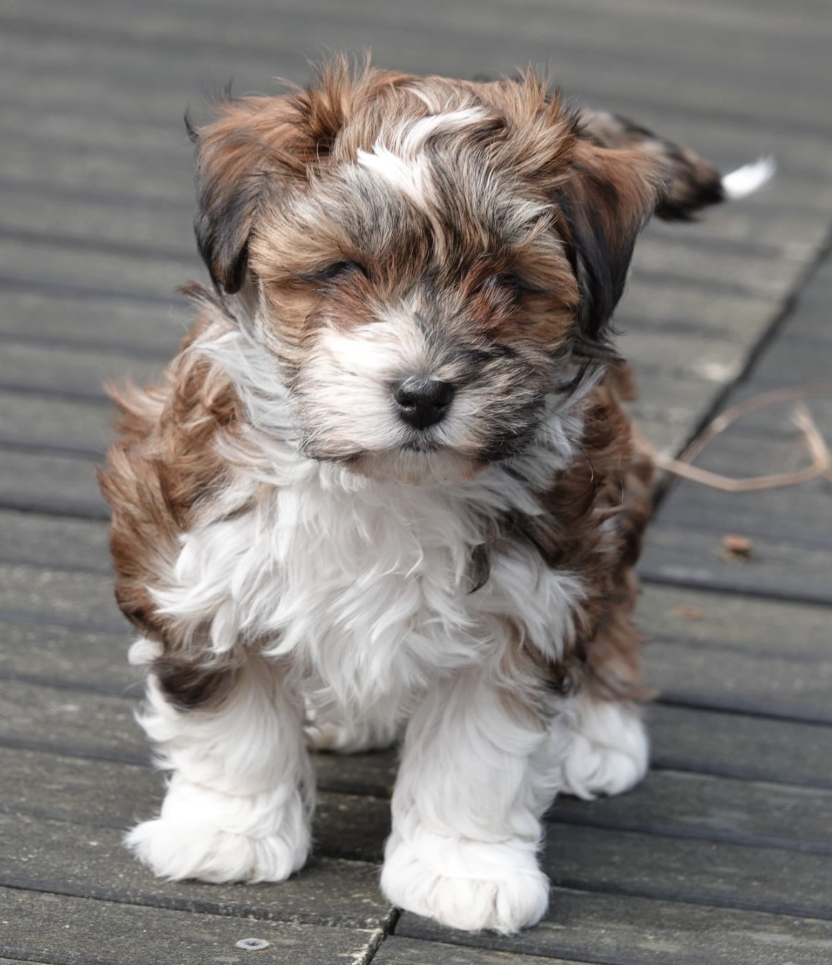 Xcelle o ke aloha de la vallée du rêve