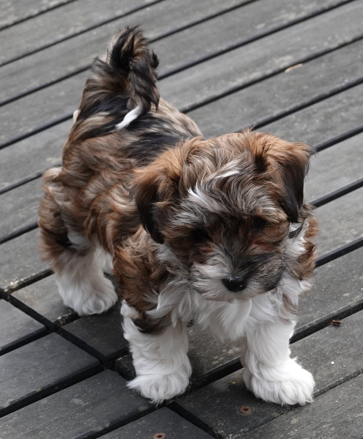 Xcelle o ke aloha de la vallée du rêve