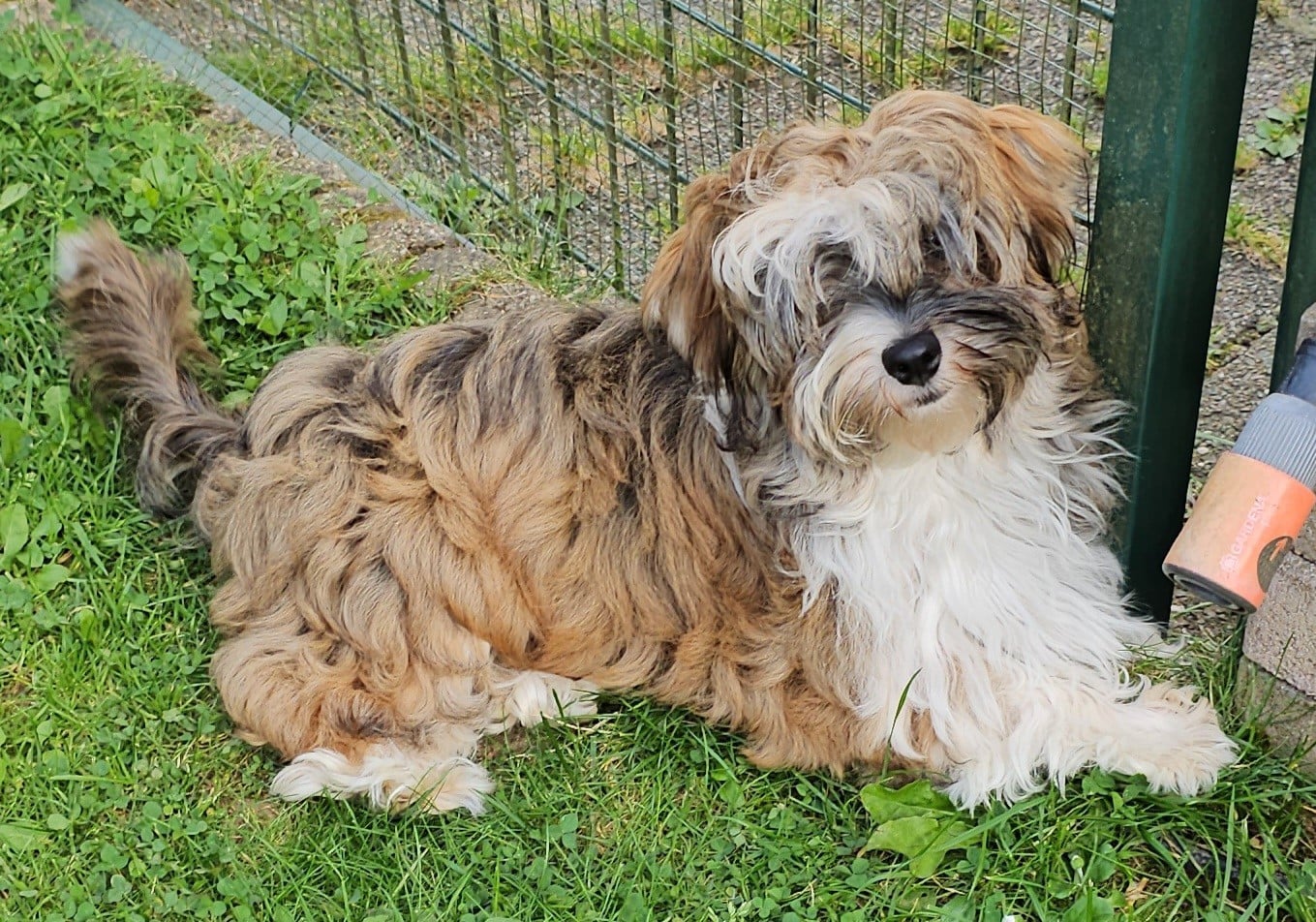 Xcelle o ke aloha de la vallée du rêve