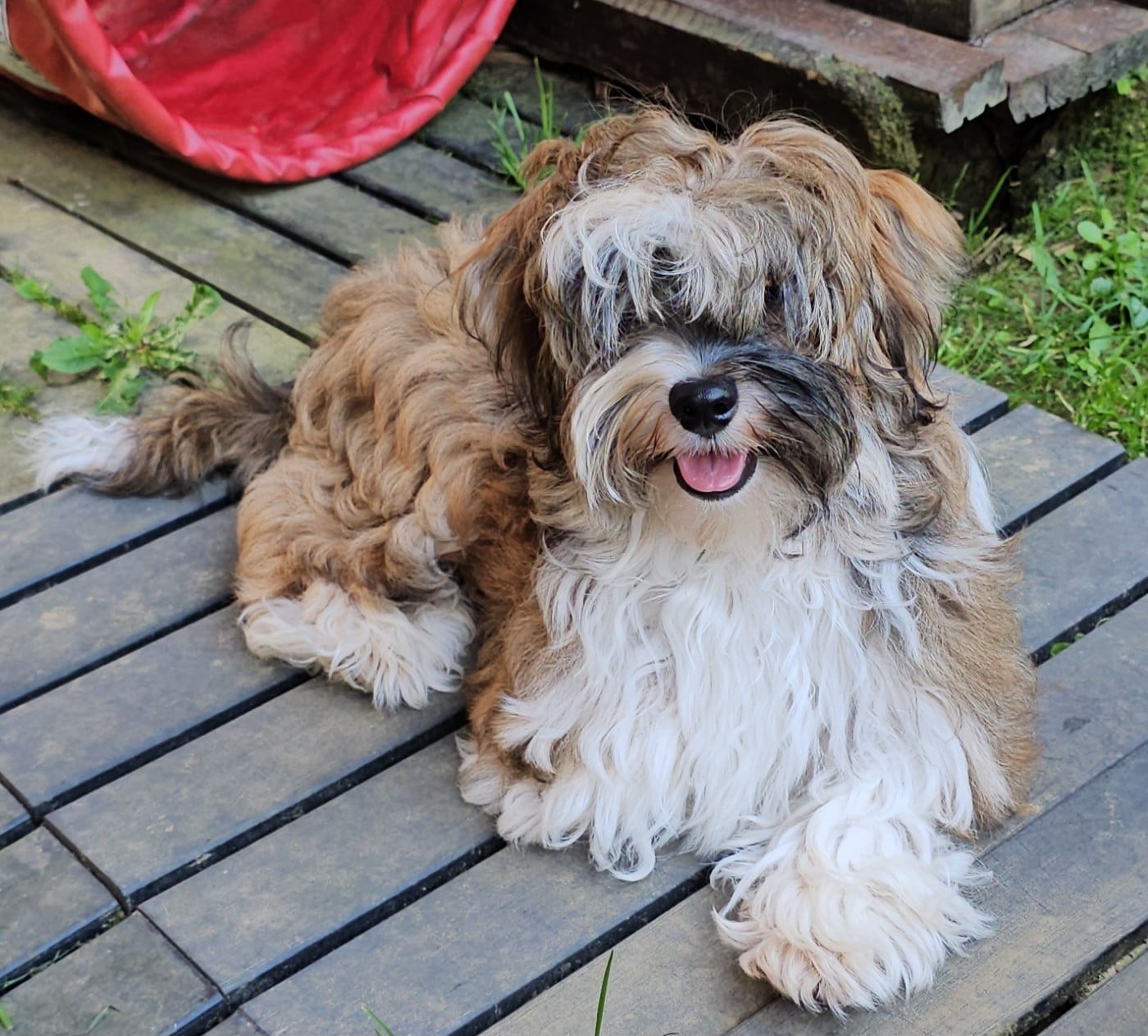 Xcelle o ke aloha de la vallée du rêve