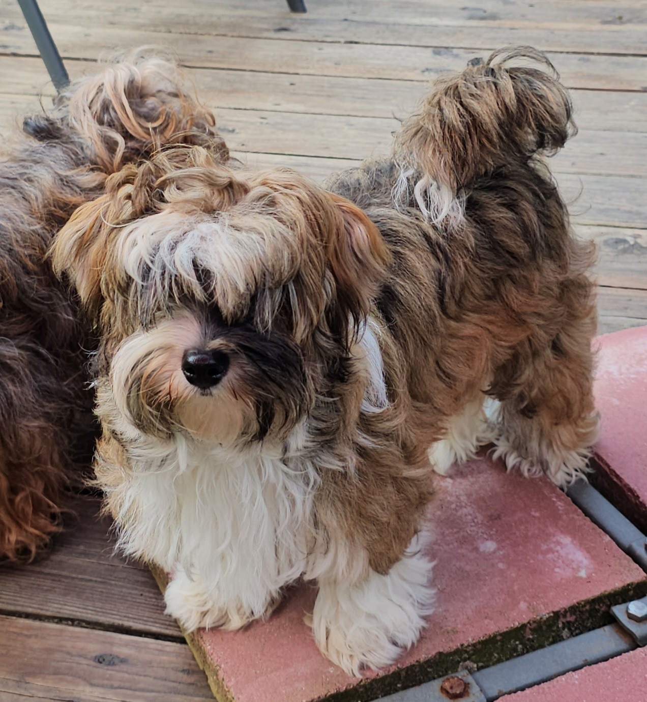 Xcelle o ke aloha de la vallée du rêve