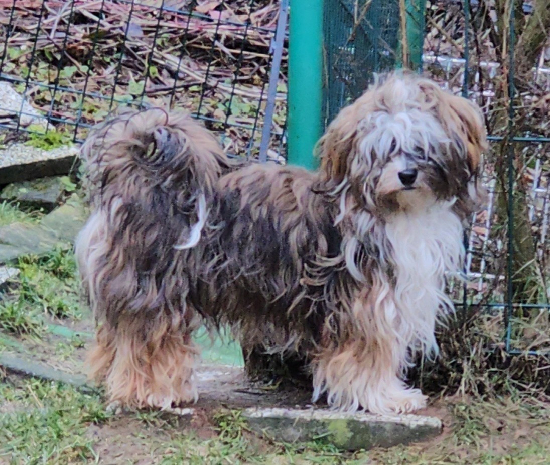 Xcelle o ke aloha de la vallée du rêve