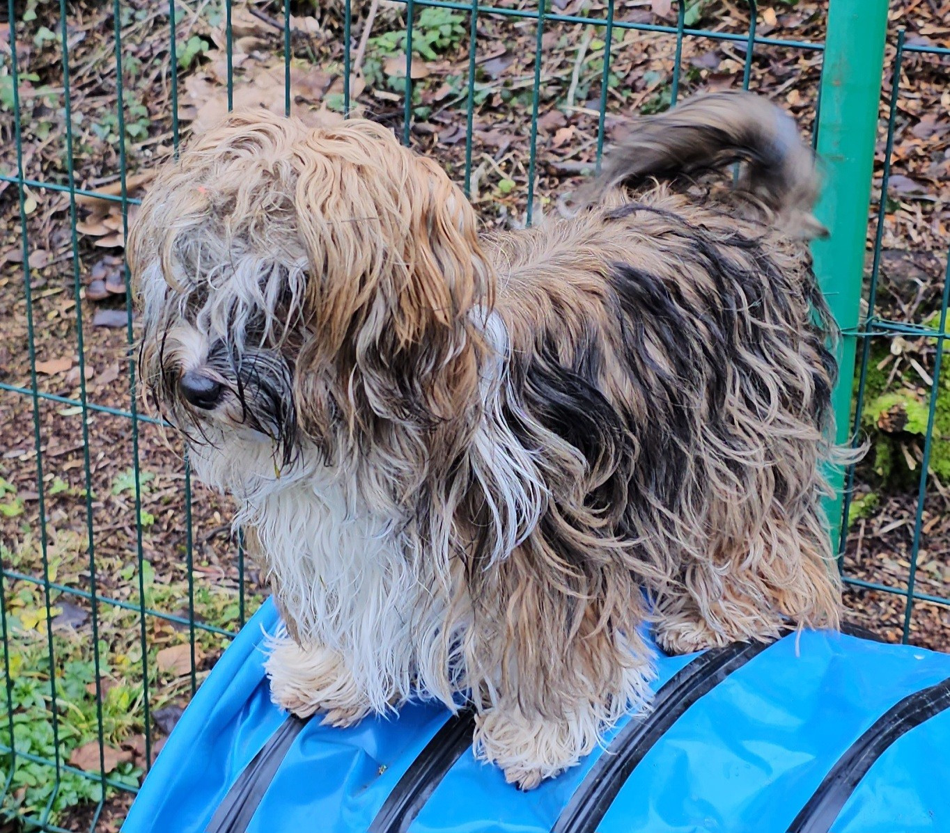 Xcelle o ke aloha de la vallée du rêve