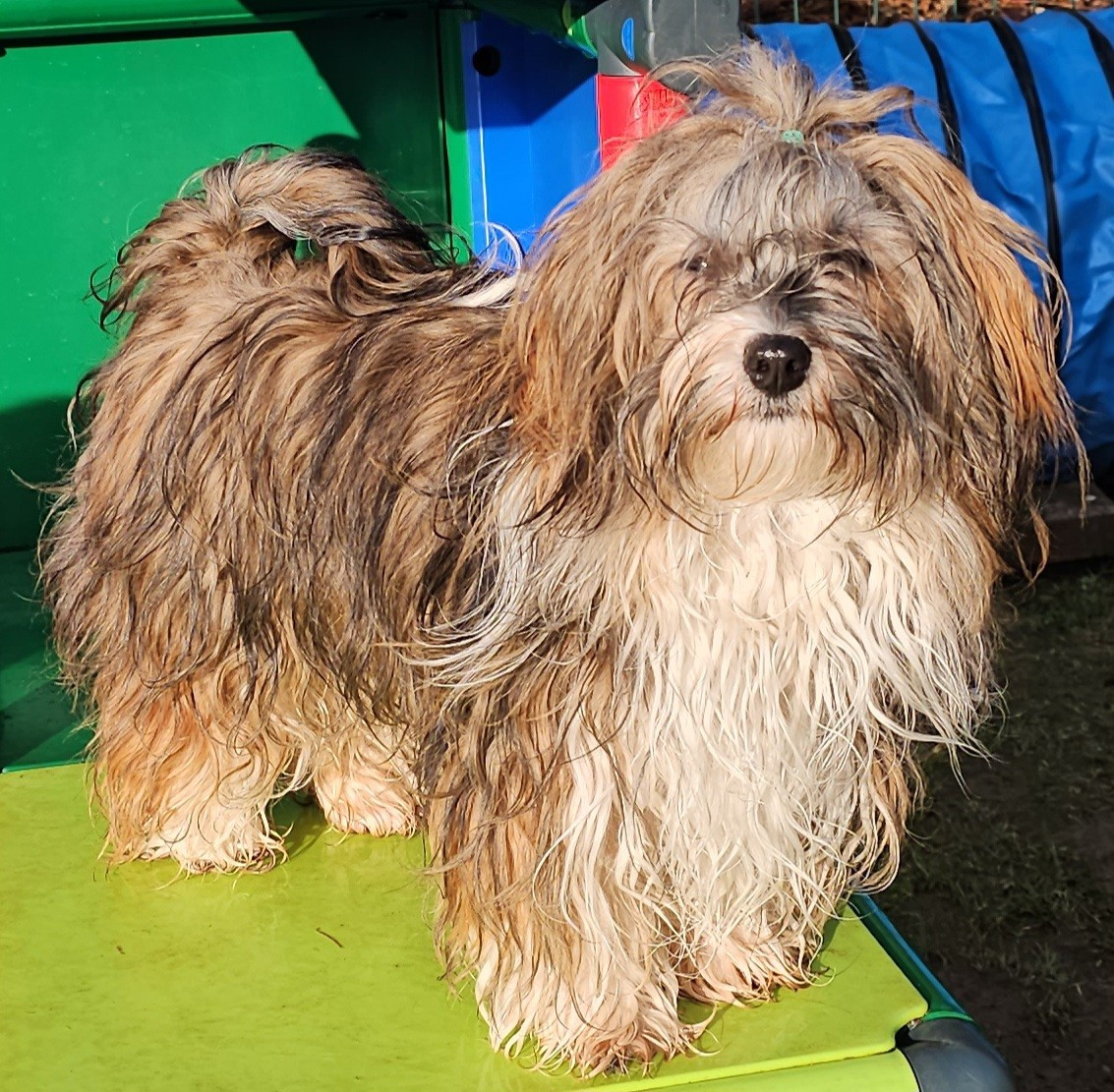 Xcelle o ke aloha de la vallée du rêve