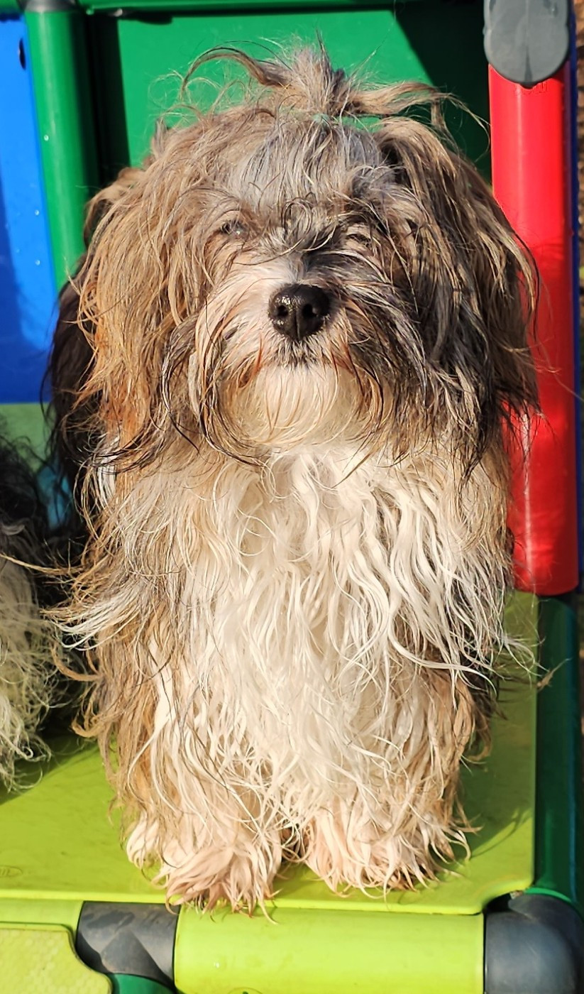 Xcelle o ke aloha de la vallée du rêve