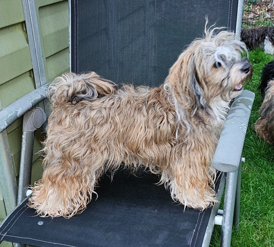 Xcelle o ke aloha de la vallée du rêve