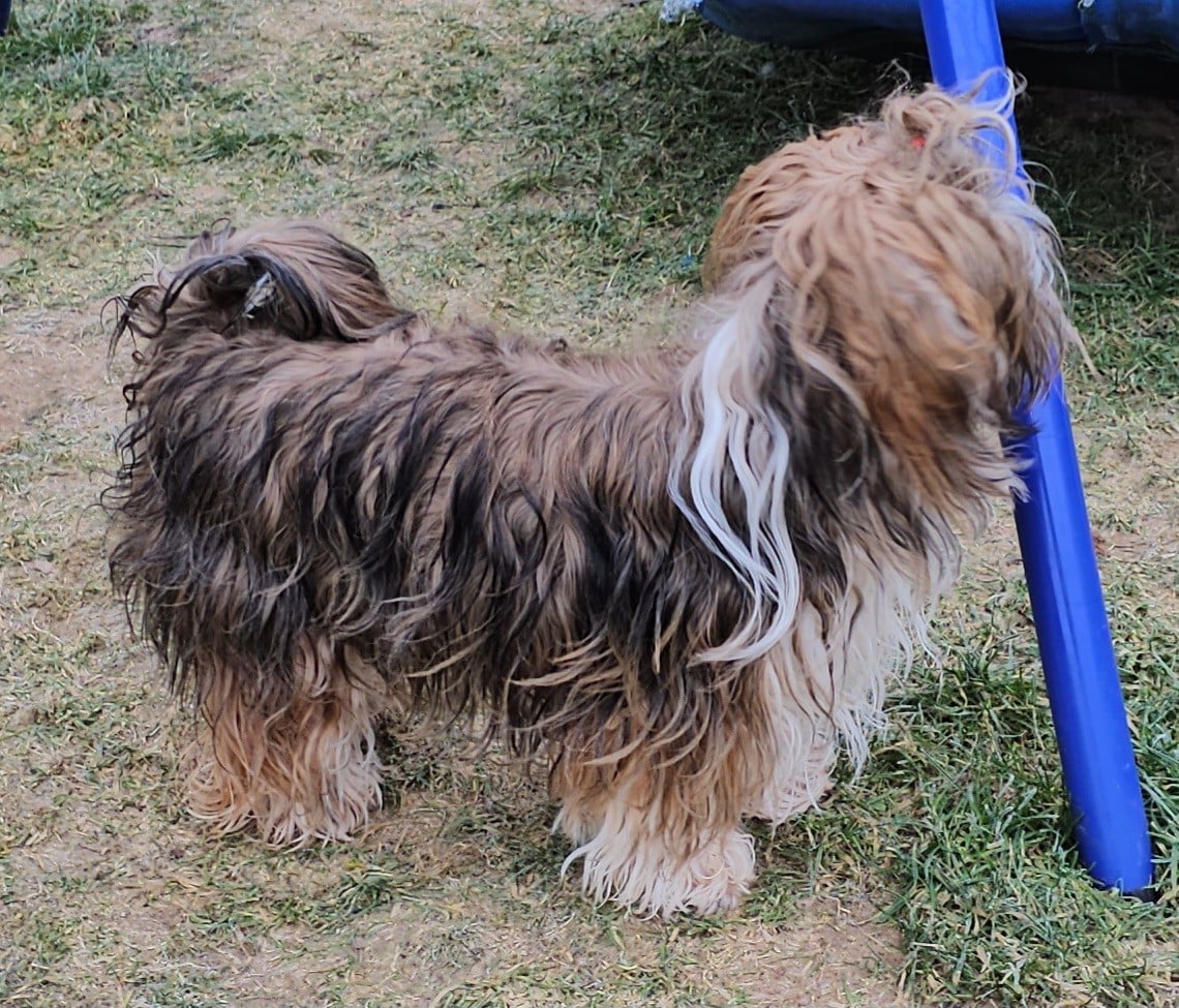 Xcelle o ke aloha de la vallée du rêve