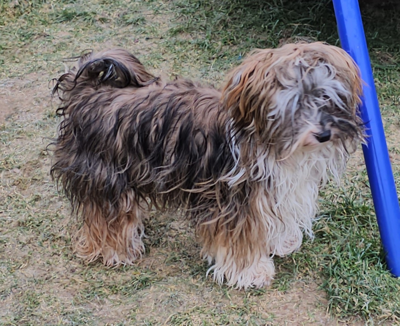 Xcelle o ke aloha de la vallée du rêve