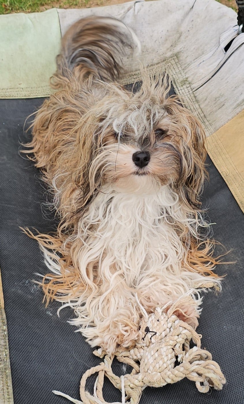 Xcelle o ke aloha de la vallée du rêve