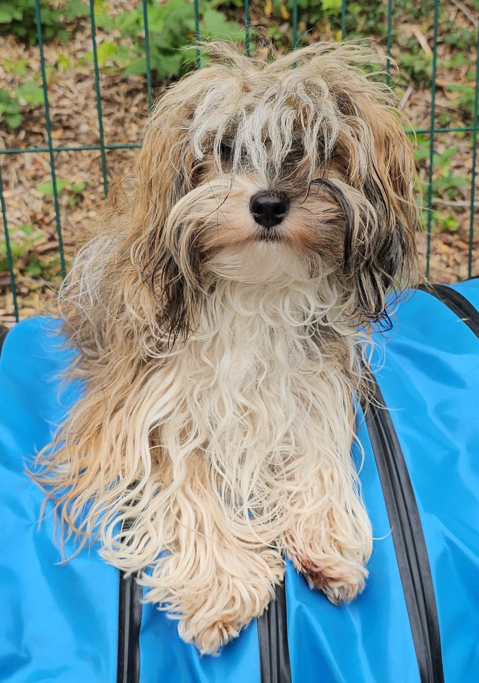 Xcelle o ke aloha de la vallée du rêve