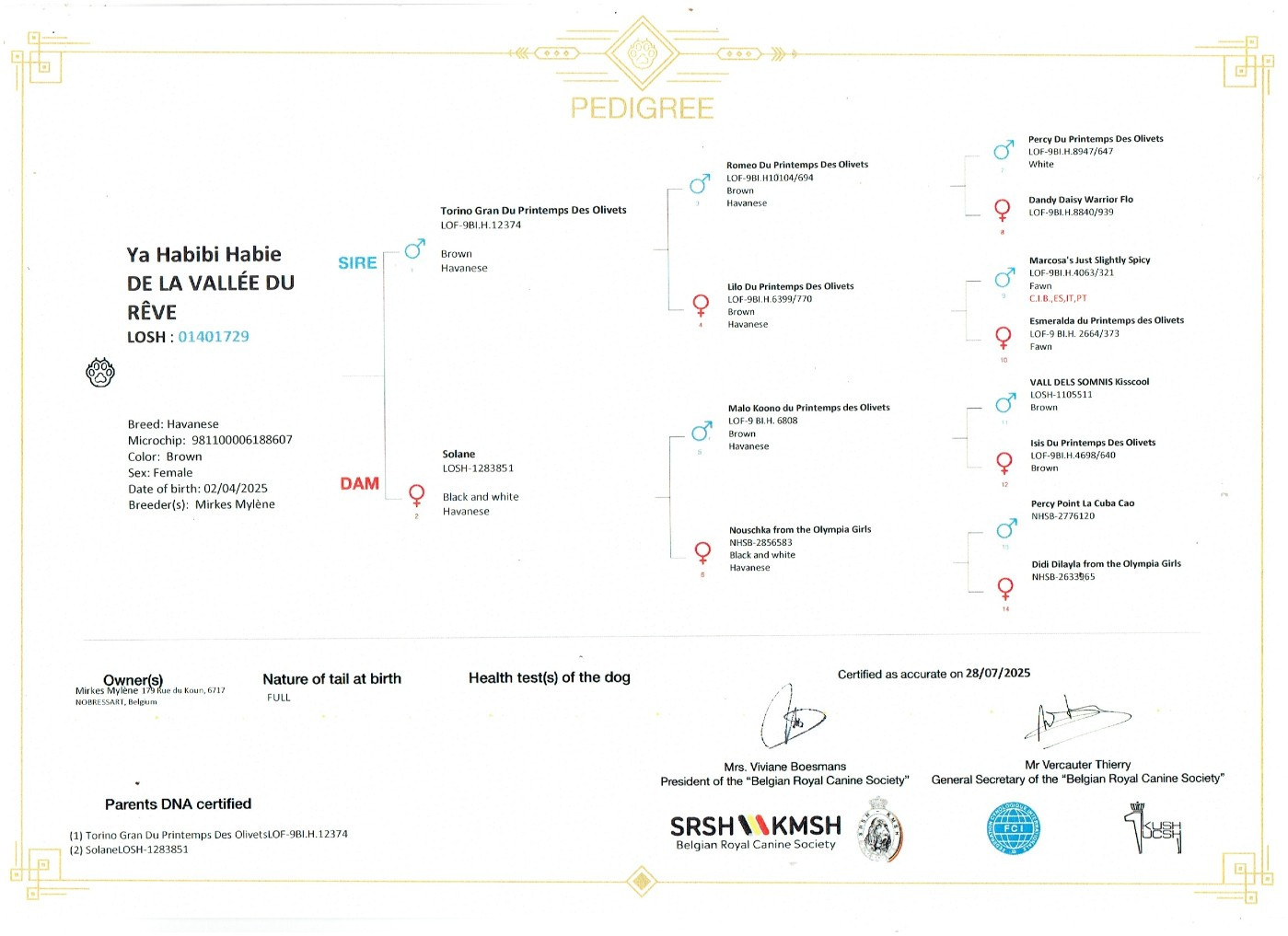 Ya habibi habie de la vallée du rêve