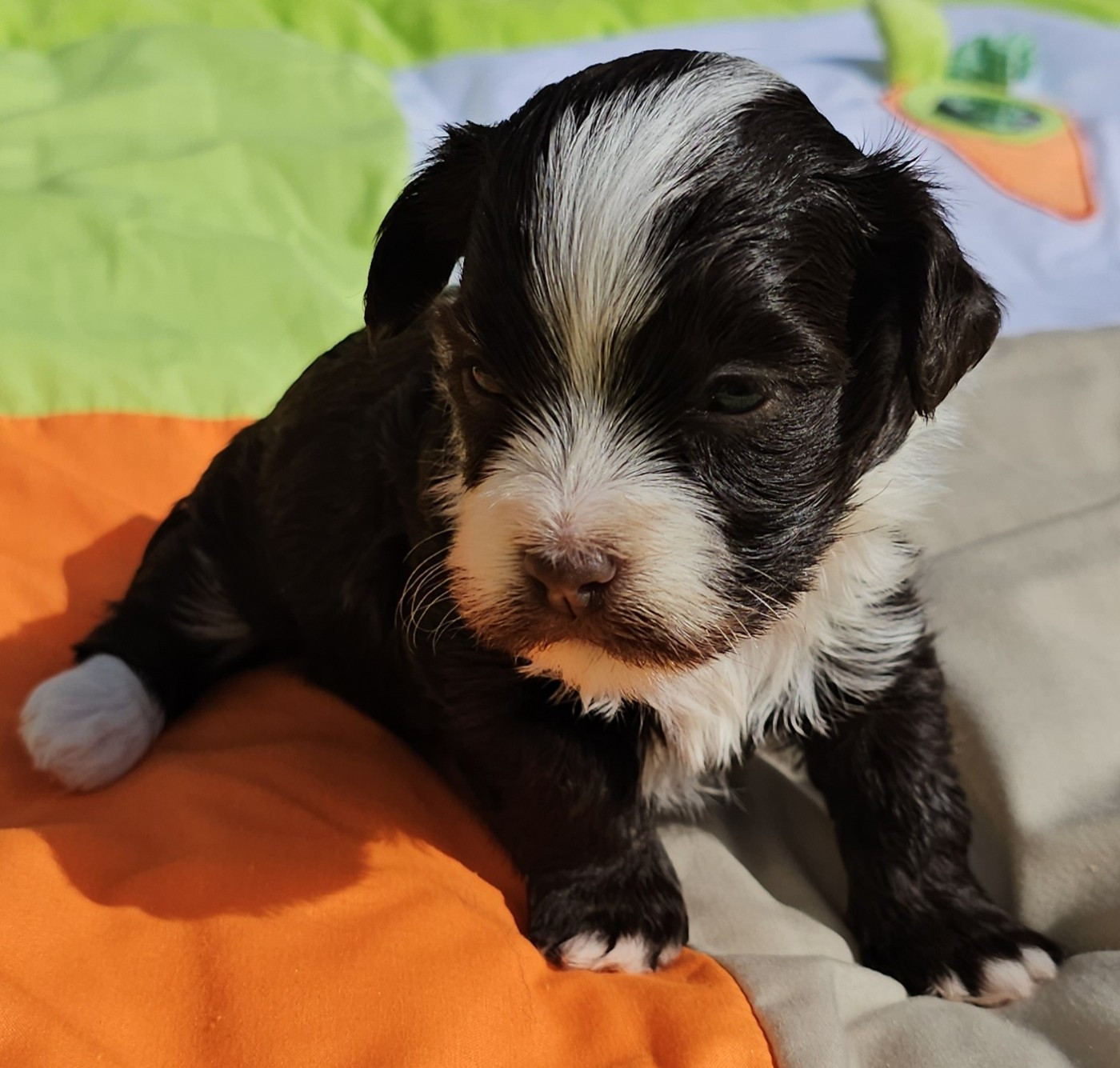 Ya habibi habie de la vallée du rêve