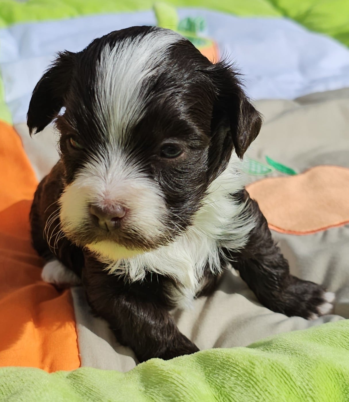 Ya habibi habie de la vallée du rêve