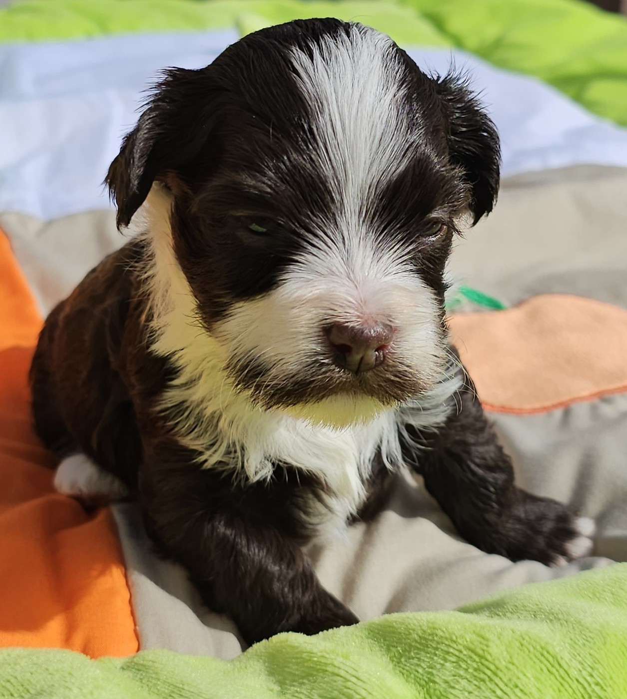 Ya habibi habie de la vallée du rêve