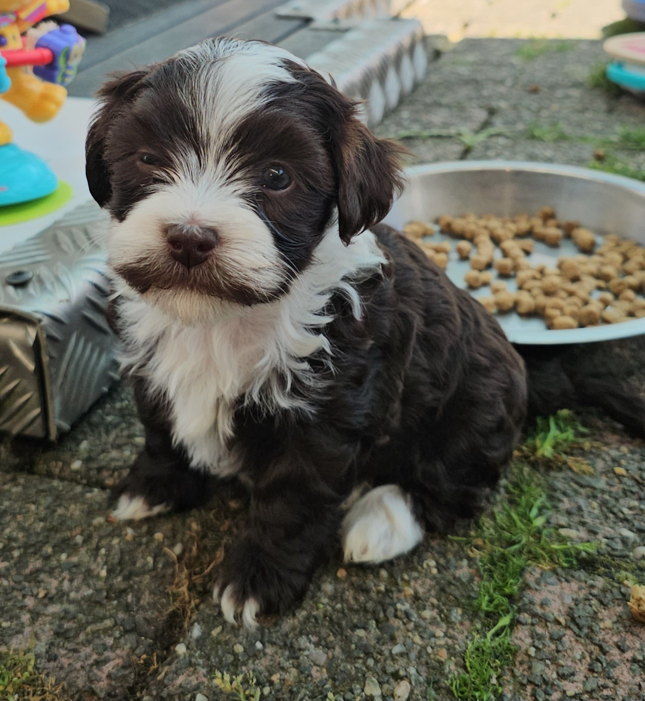 Ya habibi habie de la vallée du rêve
