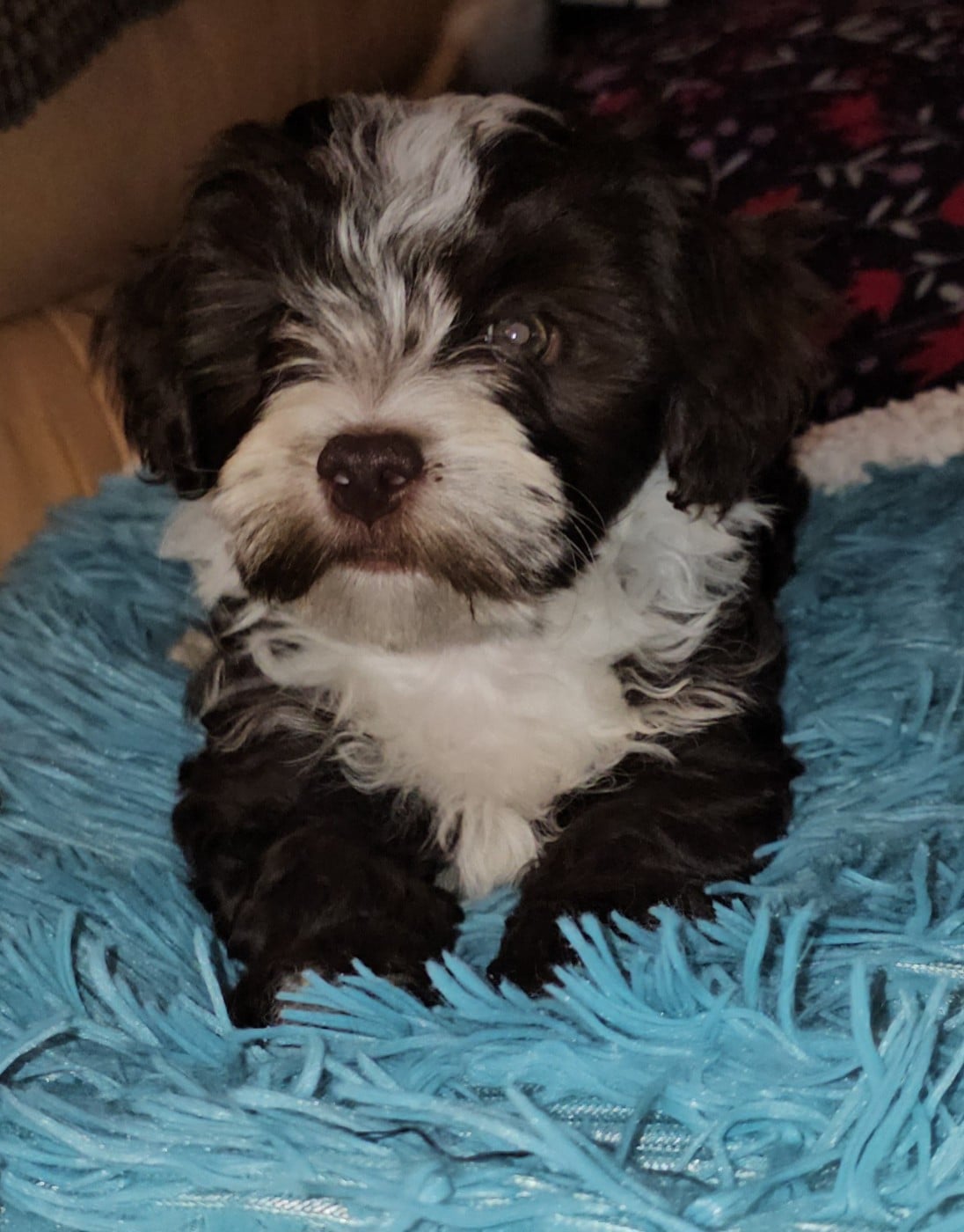 Ya habibi habie de la vallée du rêve