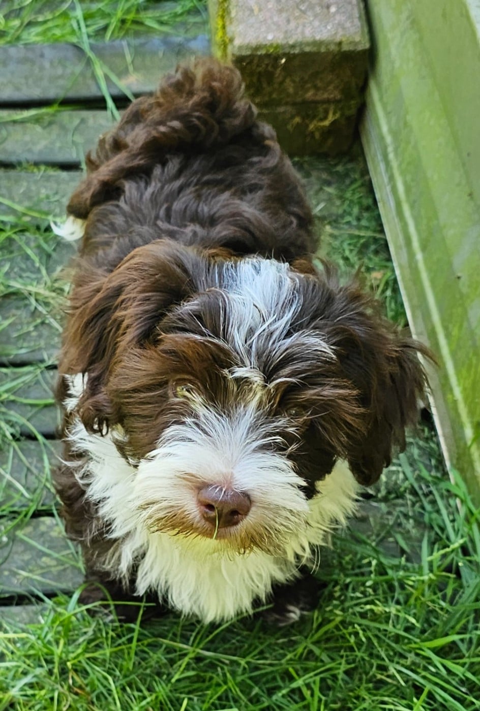 Ya habibi habie de la vallée du rêve
