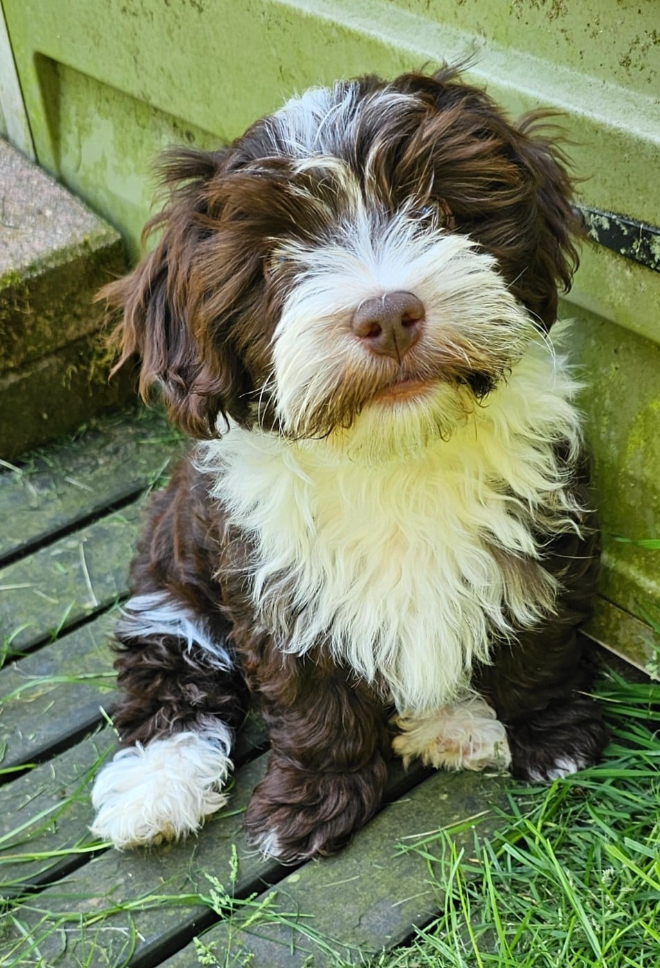 Ya habibi habie de la vallée du rêve