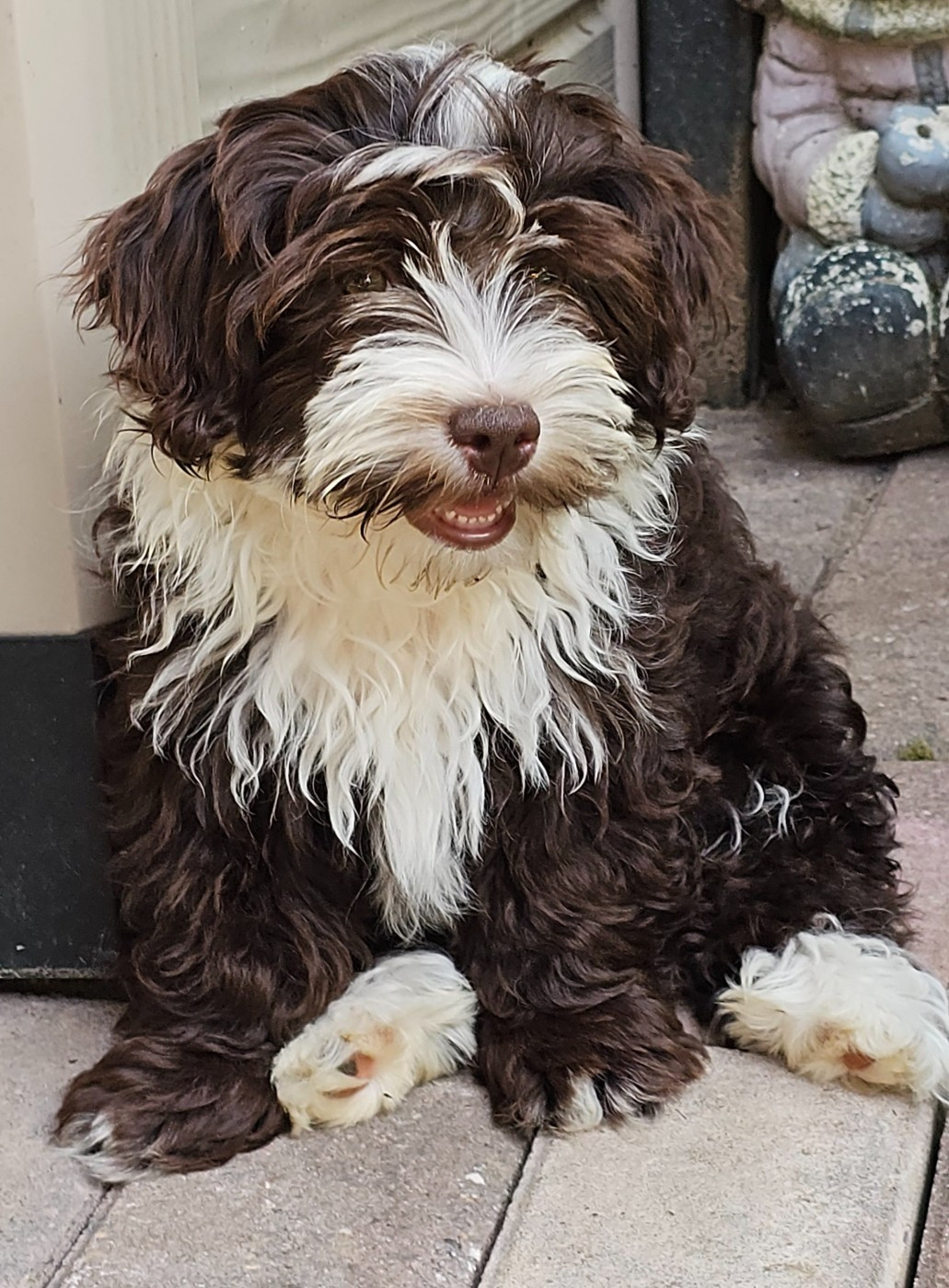 Ya habibi habie de la vallée du rêve