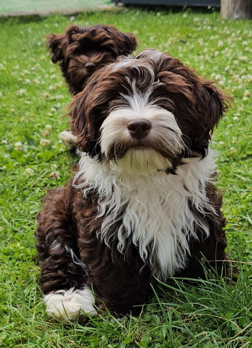 Ya habibi habie de la vallée du rêve