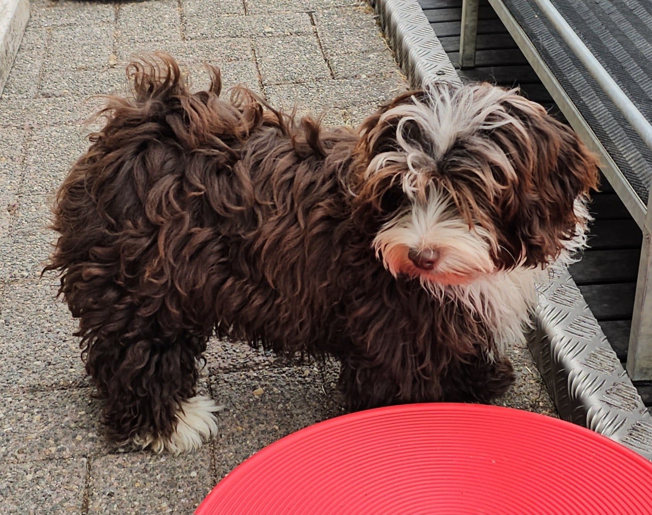 Ya habibi habie de la vallée du rêve