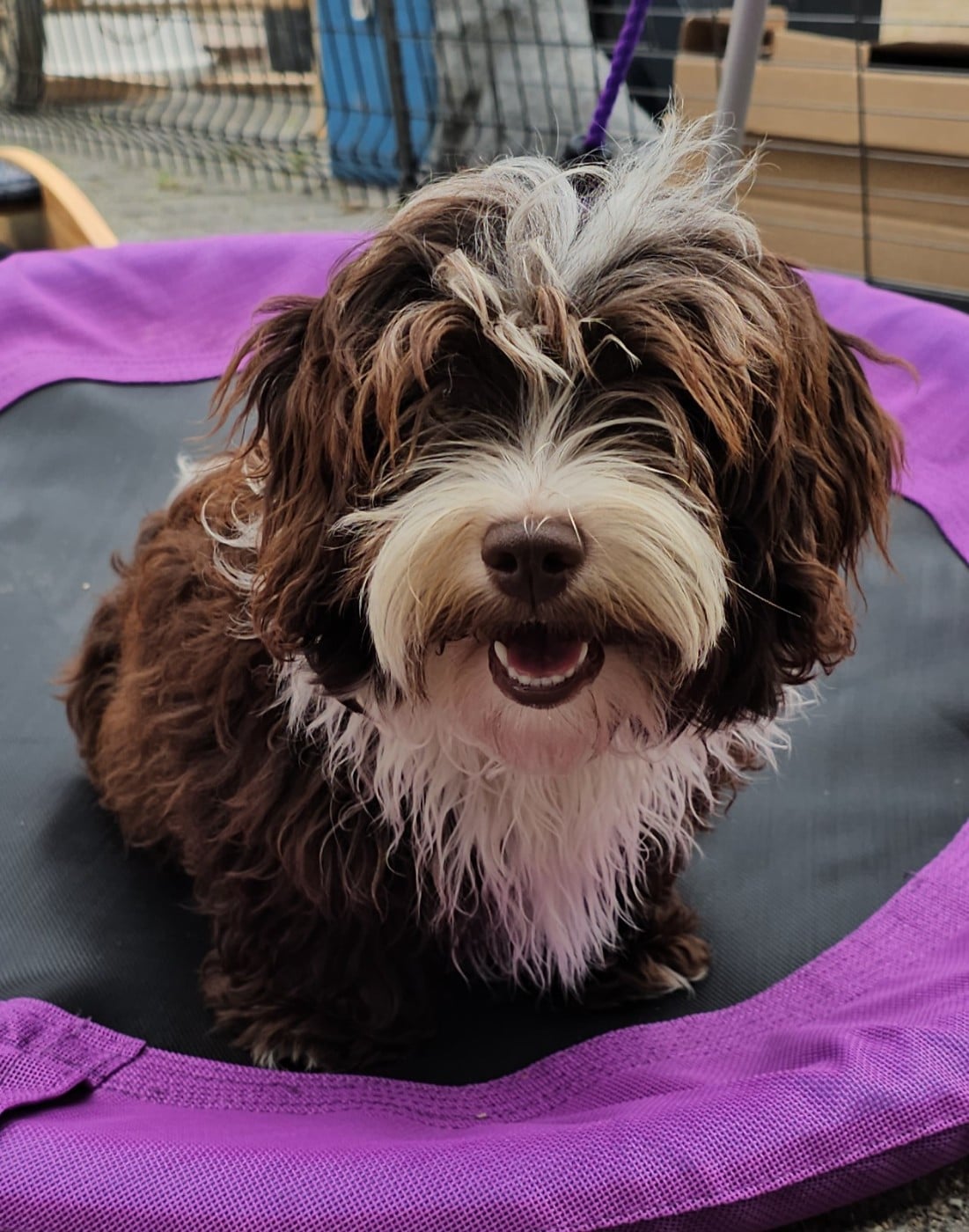 Ya habibi habie de la vallée du rêve