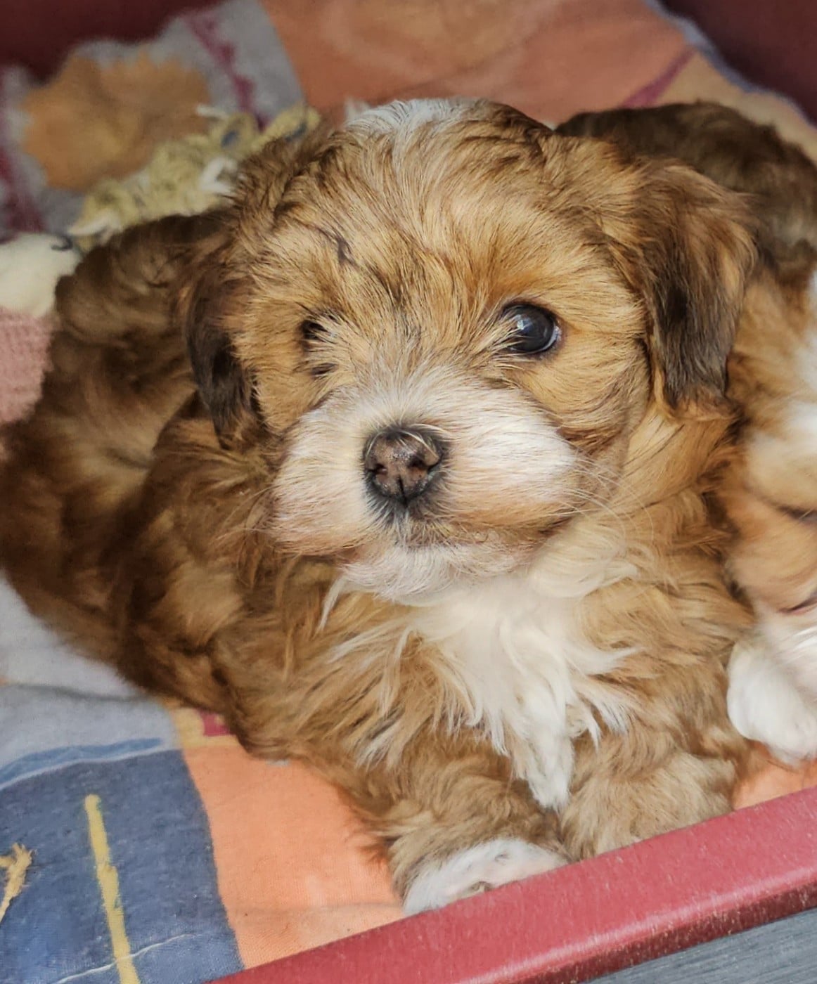 Youpie Yoobse Nani Ulaula de la vallée du rêve