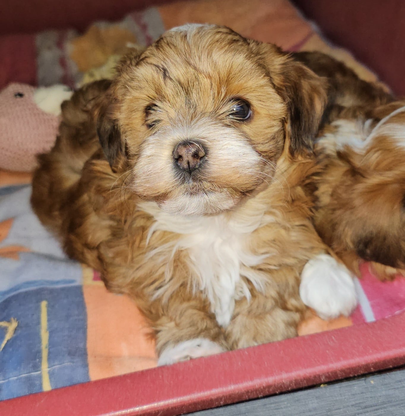 Youpie Yoobse Nani Ulaula de la vallée du rêve